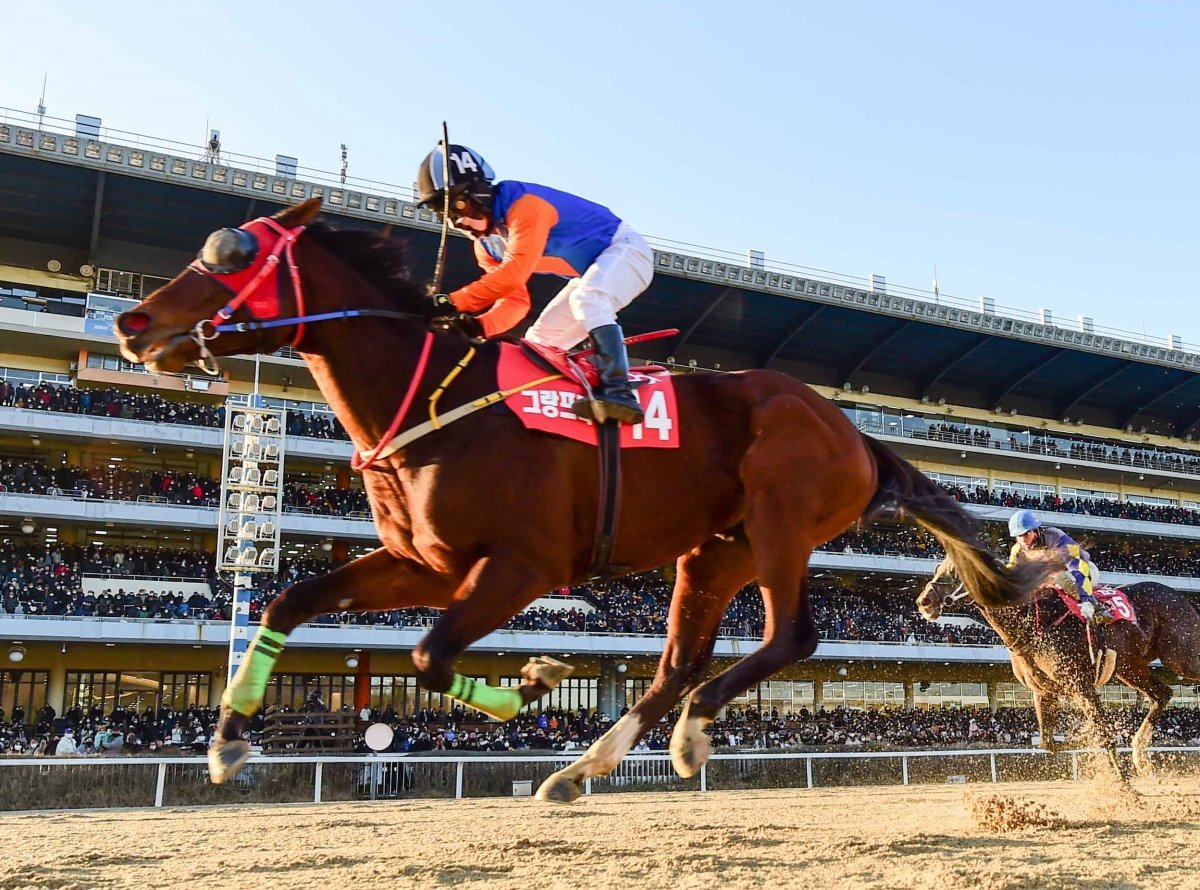 19일 렛츠런파크 서울에서 열리는 ‘제19회 대통령배 대상경주’에 출전하는 위너스맨이 첫 G1경주 그랜드슬램 기록을 세울지 관심이
 모이고 있다. 지난해 그랑프리(G1)에서 가장 먼저 결승선을 통과하고 있는 위너스맨. 사진제공 l 한국마사회