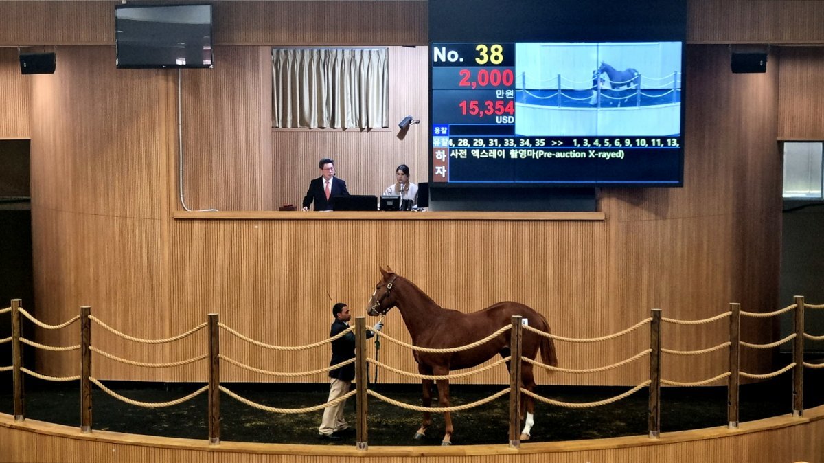 21일 제주에서 진행한 1세 경주마 경매 현장.
