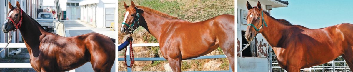 3일 렛츠런파크 서울의 ‘과천시장배’와 렛츠런파크 부경의 ‘경남도민일보배’에 나서는 2세 암말 기대주들. 과천시장배 출전마 중 
1200m 경험이 가장 많아 4회 출전에 우승 2번, 2위 1번, 7위 1번을 기록한 원평리스트, 직전 1300m 경주에서 서승운
 기수와 와이어투와이어로 7마신 차 우승을 한 경남도민일보배 출전마 닥터리치, 경남도민일보배 출전마 중 1200m 최고기록이 
1분13초8로 두 번째로 빠른 레몬파이(왼쪽부터). 사진｜한국마사회