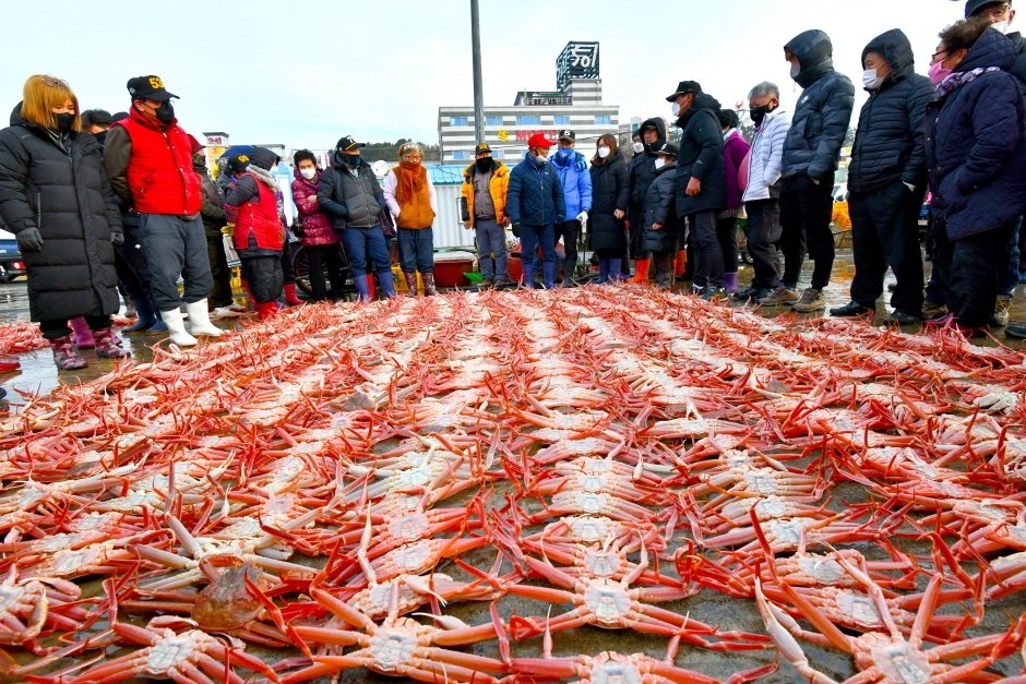 울진대게와 붉은대게 축제