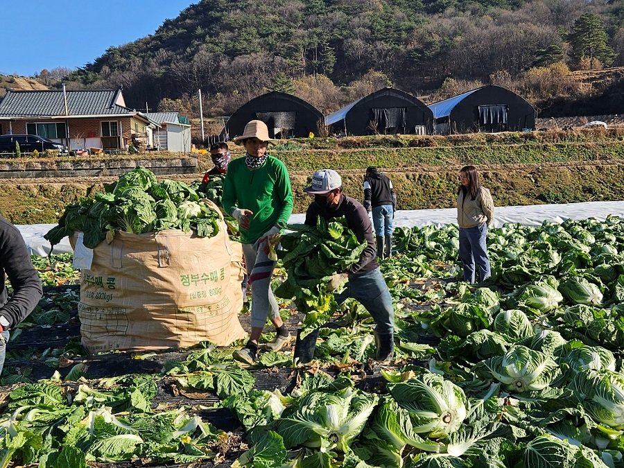 지난 2023년 괴산군 외국인 계절근로사업 운영 모습. 사진제공ㅣ괴산군청