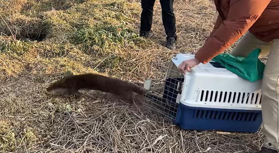 울산시설공단이 수달 자연방생을 한 모습. 사진제공ㅣ울산시설공단