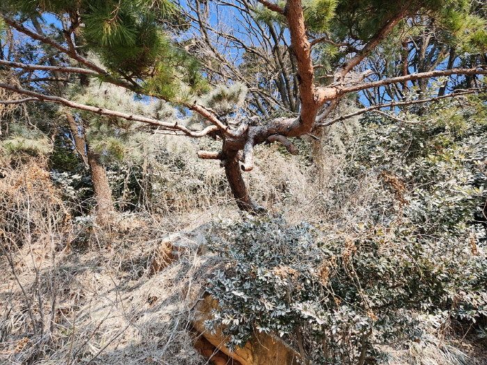 백화현상 피해가 발생한 여수시 장군도 숲. 사진제공ㅣ여수시