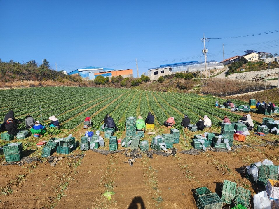 진도군에서 진행되고 있는 시금치 수확 작업. 사진제공ㅣ진도군