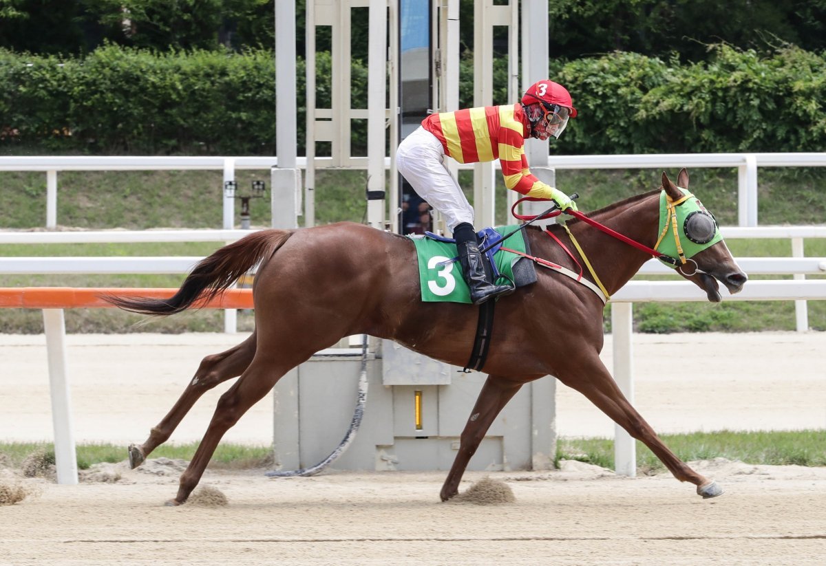 새내퀸. 사진제공 | 한국마사회