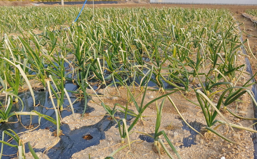 피해를 입은 전남 지역 양파밭. 사진제공ㅣ전남도