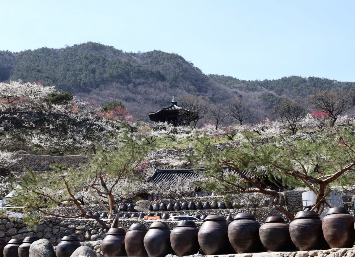 광양시에 핀 매화. 사진제공ㅣ광양시