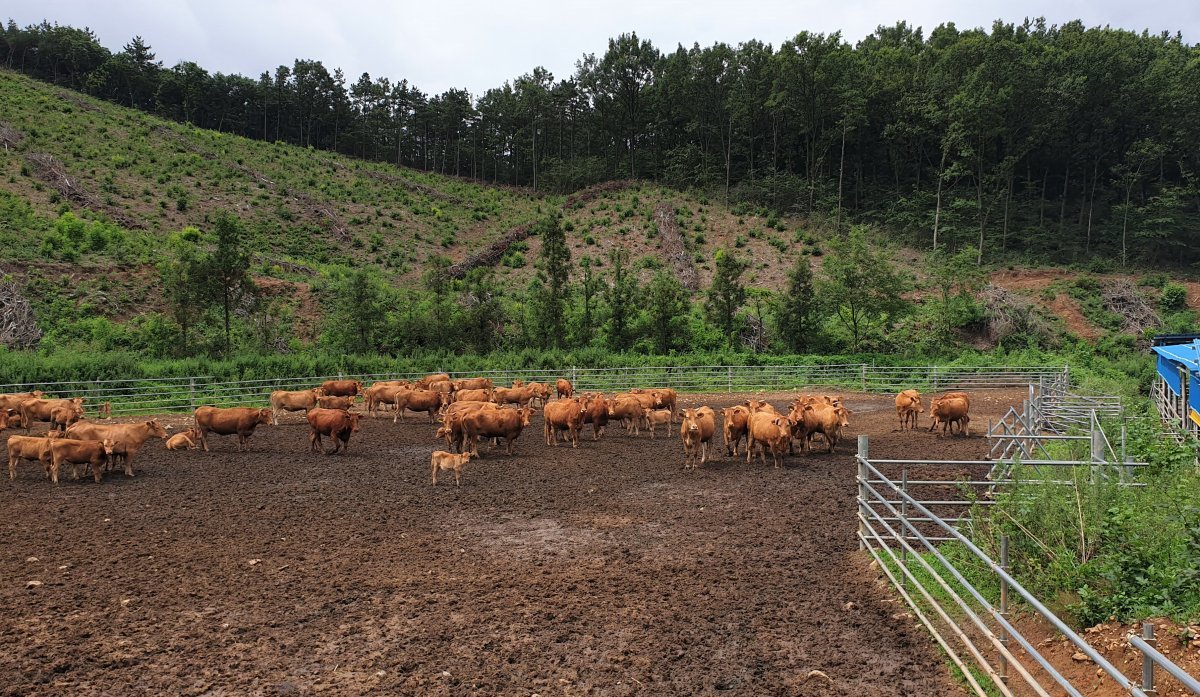 전라남도는 환경친화축산 육성 및 지속가능한 축산업 발전을 위해 녹색축산육성기금 융자사업 대상 60호를 확정, 251억원을 저리 융자 지원한다. 사진제공ㅣ전남도