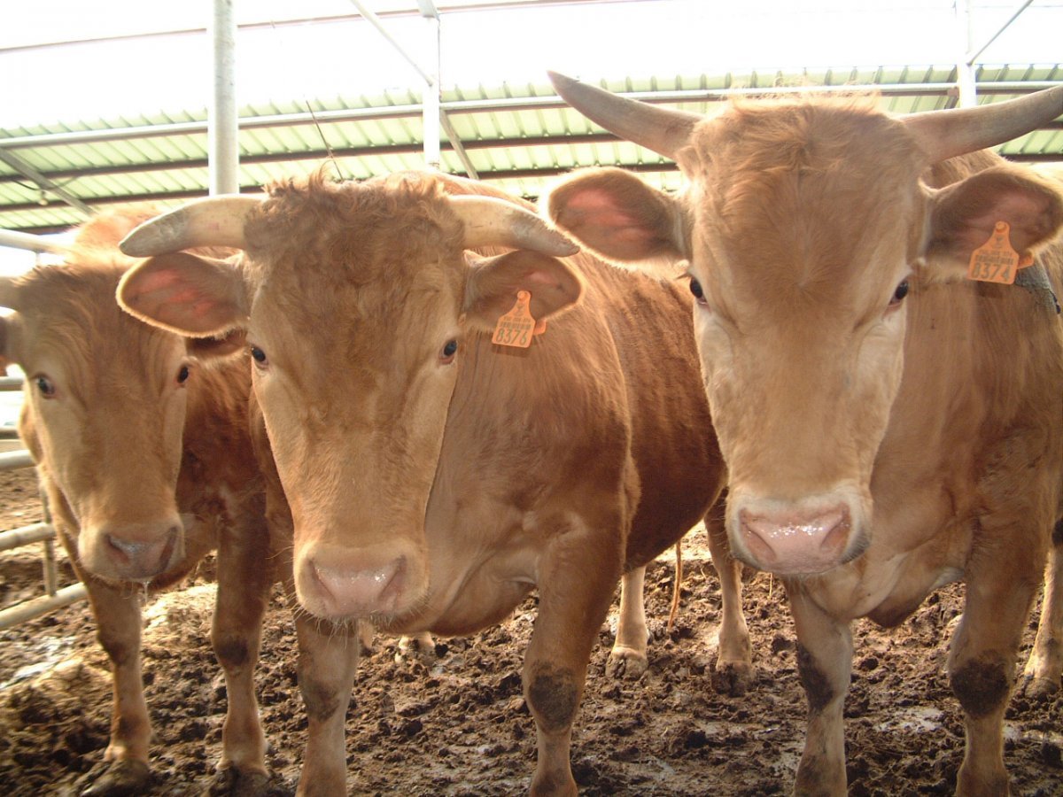순창군이 가축분뇨 악취 문제 해결을 위해 6억9000만원을 투입한다. 사진제공 | 순창군
