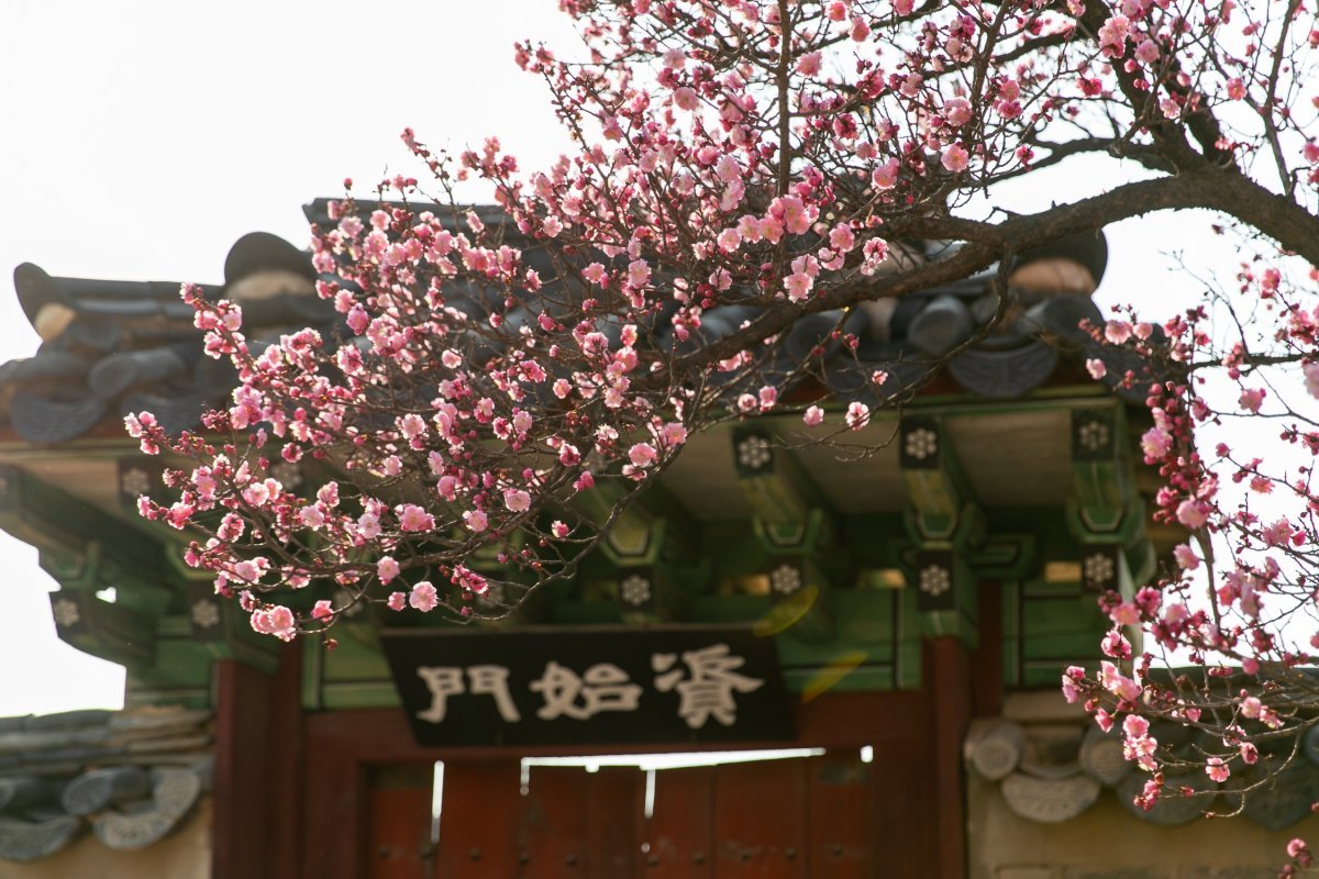 창덕궁 성정각의 홍매화. 무려 400년의 수령을 자랑한다. 선조 때 명나라 사신이 보내온 성정매로 예전 추위로 인해 일부가 고사해 수령에 비해 크기는 작은 편이다.
사진|서울관광재단