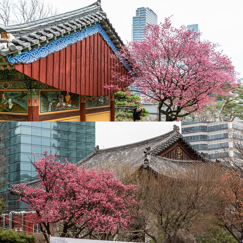 봉은사 지장전 뒷평에 있는 홍매화. 홍매화 외에도 다양한 꽃이 봉은사 곳곳에 피어 있어 가벼운 도심 봄나들이를 하기 좋다.
사진|서울관광재단