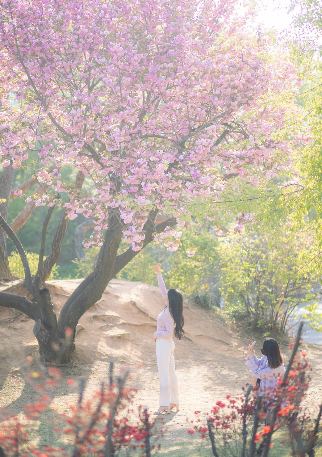 보라매공원의 겹벚꽃. 겹벚꽃은 일반 벚꽃과 달리 개화 시기가 늦지만 흰색이 섞인 짙은 분홍색 꽃잎이 5장 이상 겹겹이 피어난다.
사진|서울관광재단