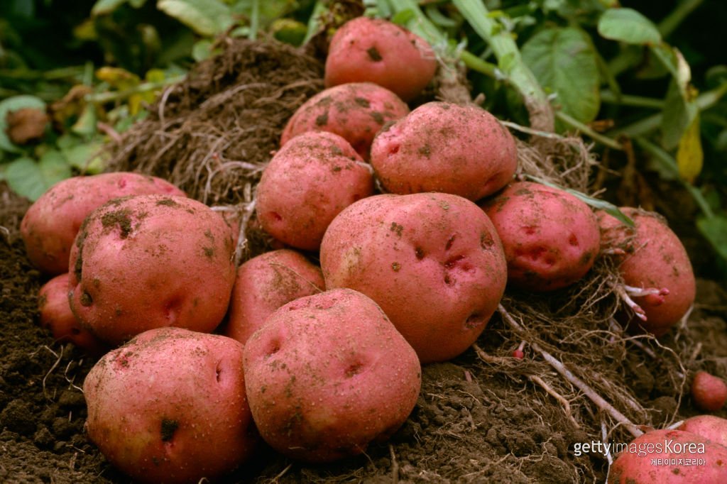 사진=게티이미지코리아.