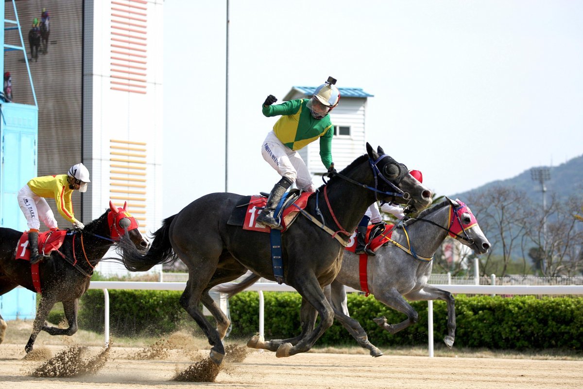 올해 트리플 크라운 시리즈의 첫 레이스인 KRA컵 마일 대상경주에서 마지막 직선주로에서의 절묘한 추입 타이밍으로 극적인 역전에 성공한 우승마 석세스백파(12번마)와 유현명 기수. 사진제공|한국마사회