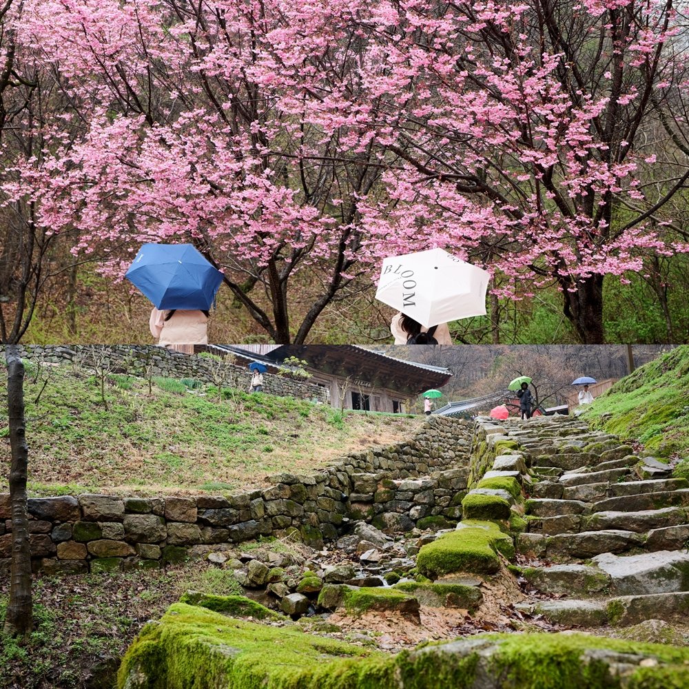 봄비가 살짝 내려 정취가 더욱 그윽한 화암사. 절로 가는 길과 경내 풍광이 예쁘기로 정평이 난 곳이다.
사진제공|지앤씨21