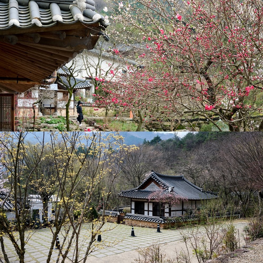 신록이 돋아나는 봄날 정취와 한옥이 어우러진 오성한옥마을. 종남산, 서방산, 위봉산 등 울창한 산림과 맑은 계곡, 호수가 어우러진 풍광 좋은 곳에 지형의 높낮이에 맞춰 지어진 전통한옥들이 모여 있다.
사진제공|지앤씨21