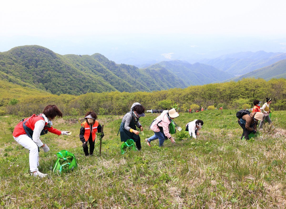 사진은 작년 영양산나물축제 모습