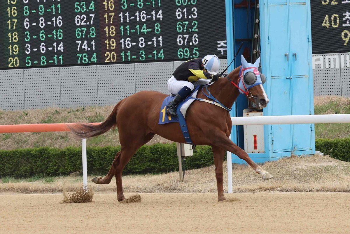 ‘이클립스베리’. 사진제공｜한국마사회