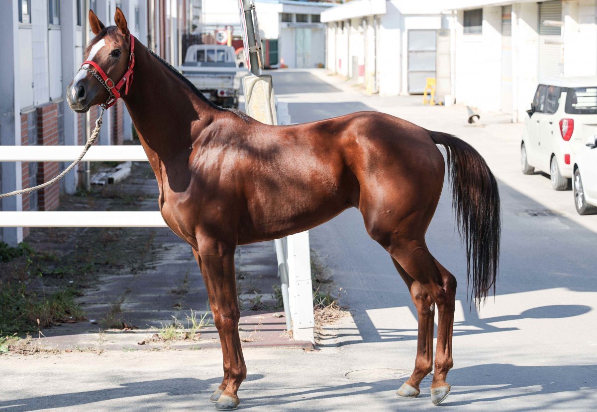 ‘원평리스트’. 사진제공｜한국마사회