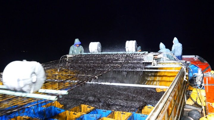 진도군이 2024년 물김 위판액 2284억원을 기록했다. 사진제공 | 진도군
