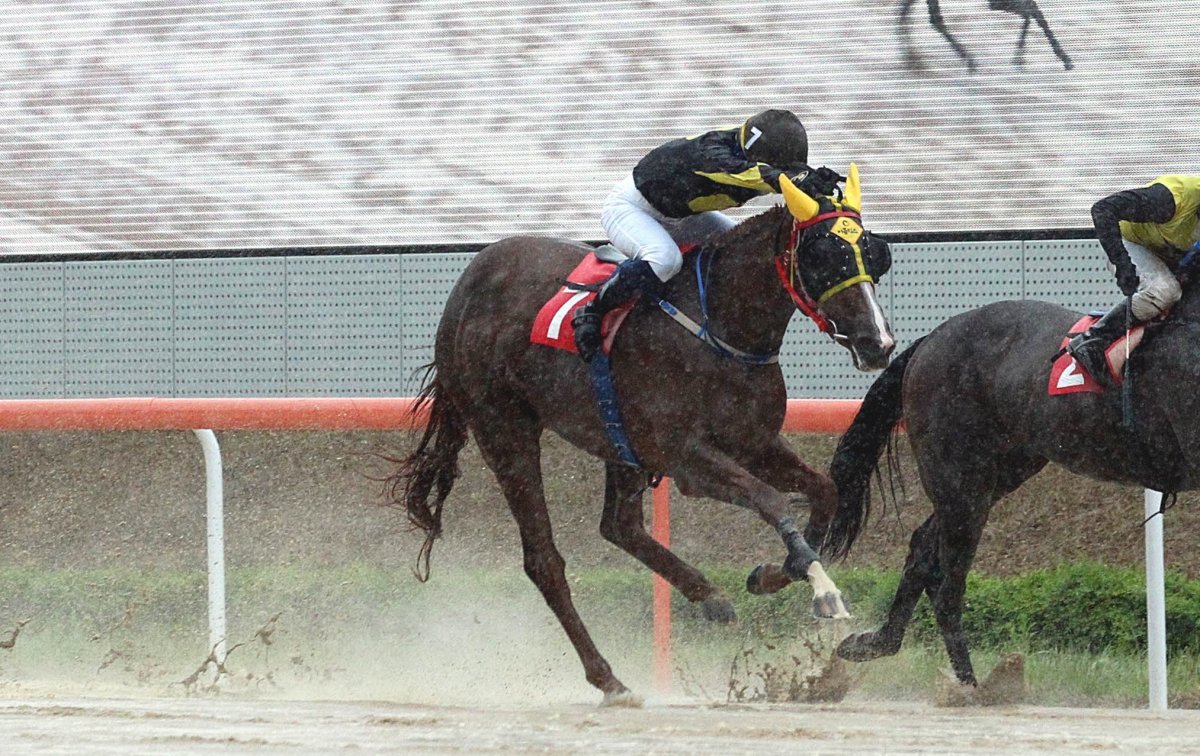 이클립스베리. 사진제공|한국마사회