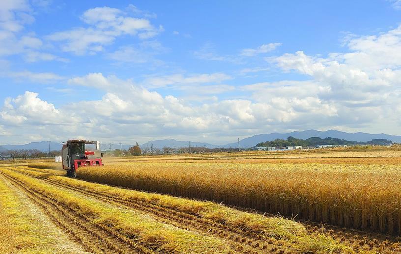 부산지역 농가에서 벼를 수확하고 있다. 사진제공 | 부산시