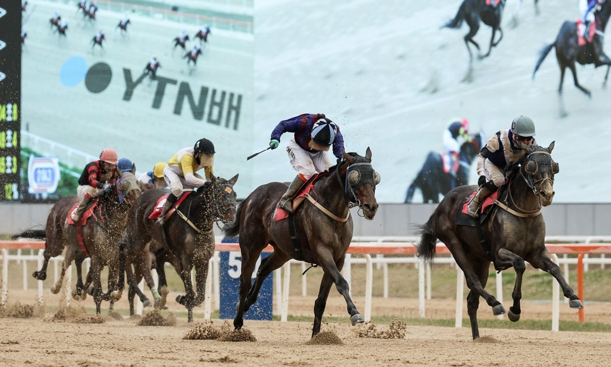 이번 경주 가장 강력한 우승후보인 글로벌히트가 스테이어 시리즈 직전 경주인 YTN배에서 우승하는 모습. 첫 경주도 석권해 이번 부산광역시장배에서 우승하면 시리즈를 석권하게 된다. 사진제공|마사회 부경