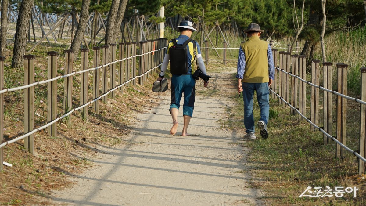 평해사구습지생태공원의 맨발 산책길. 해송숲 사이로 이어진 길은 월송정과 구산 해수욕장까지 이어진다     울진｜김재범 기자 oldfield@donga.com