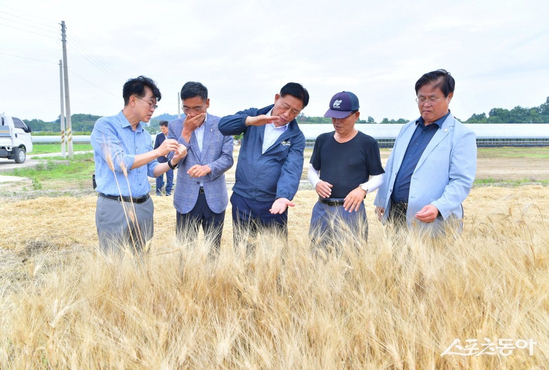 지난 20일 황룡면 호라산 밀 수확 현장을 찾은 김한종 장성군수. 사진제공=장성군