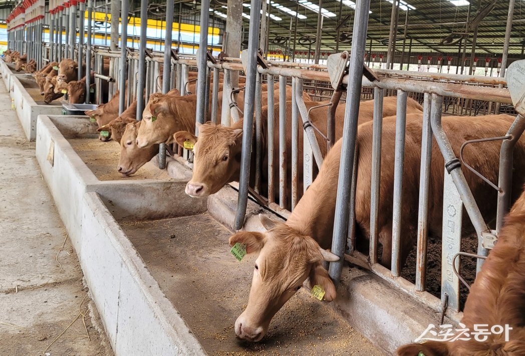 전남도 내 한우농가. 사진제공=전남도