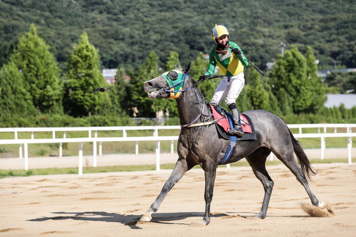 올해 트리플 크라운 시리즈에서 맹활약하며 3세마 중 상반기 최고의 성적을 낸 석세스백파와 유현명기수 사진제공|한국마사회