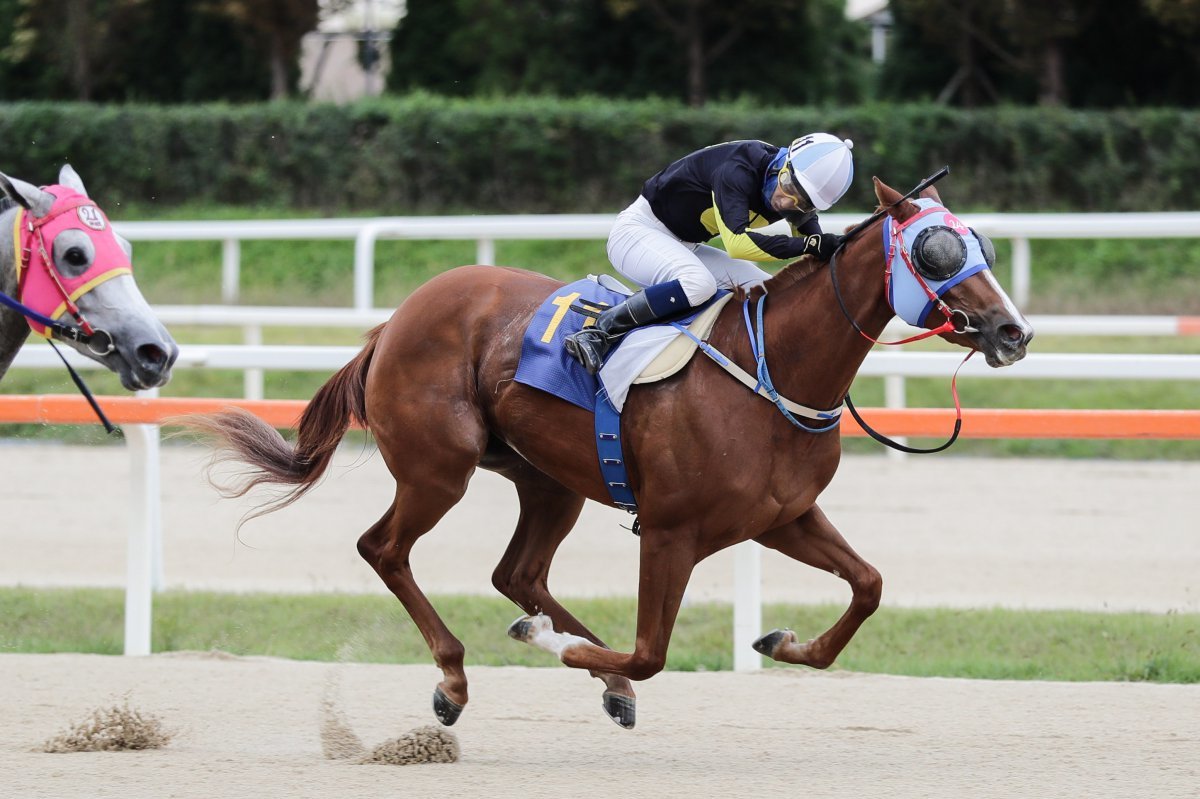 트피플 티아리 시리즈에서 2승을 올리는 등 올 상반기 서울 소속으로 돋보이는 활약을 보여준 이클립스베리 사진제공|한국마사회