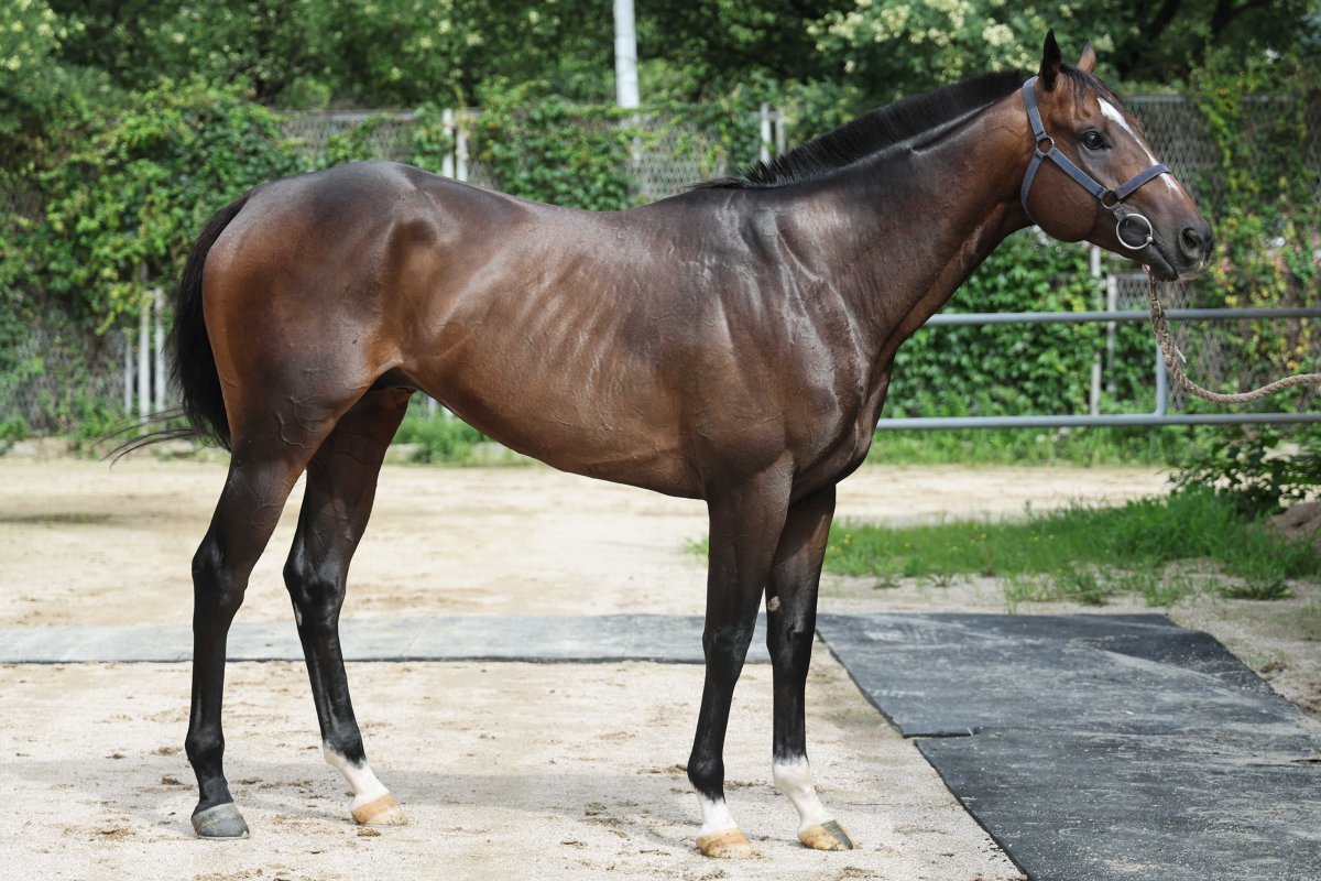 이번 경주를 통해 최상위권으로 도약을 노리는 컴플리트레벨. 최근 3연승을 거두며 3등급에서 1등급으로 수직상승해 팬들이 거는 기대가 크다 사진제공|한국마사회