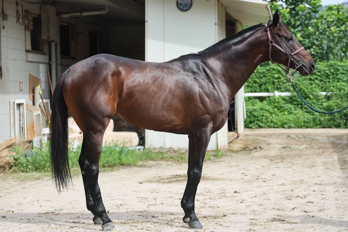 15회 출전 중 두 번을 제외하고 모두 5위 이내 성적을 거둔 꾸준함이 강점인 아르고스마일. 최근 장거리 중심으로 출전해 기대가 크다 사진제공|한국마사회