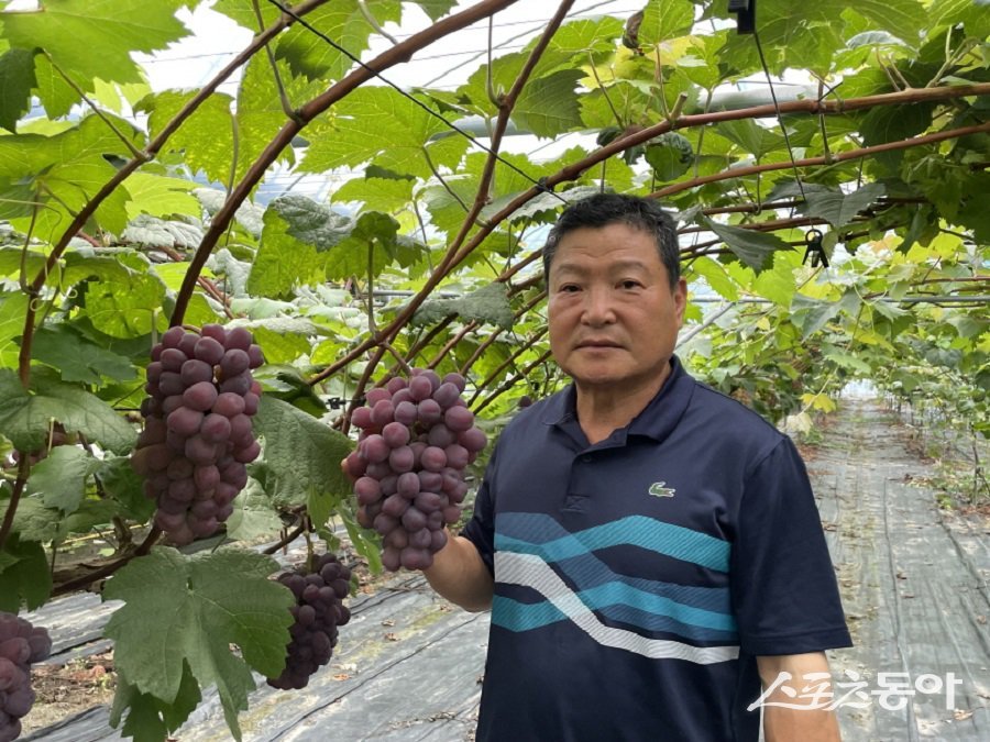 포도왕에 선정된 이상인씨 농가. 사진제공｜옥천군청