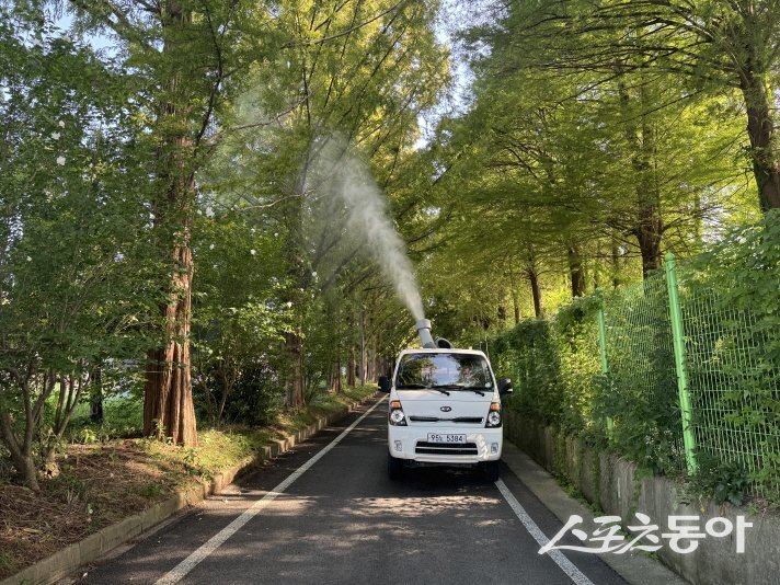 담양군 메타세쿼이아 가로수길, 사진제공=담양군