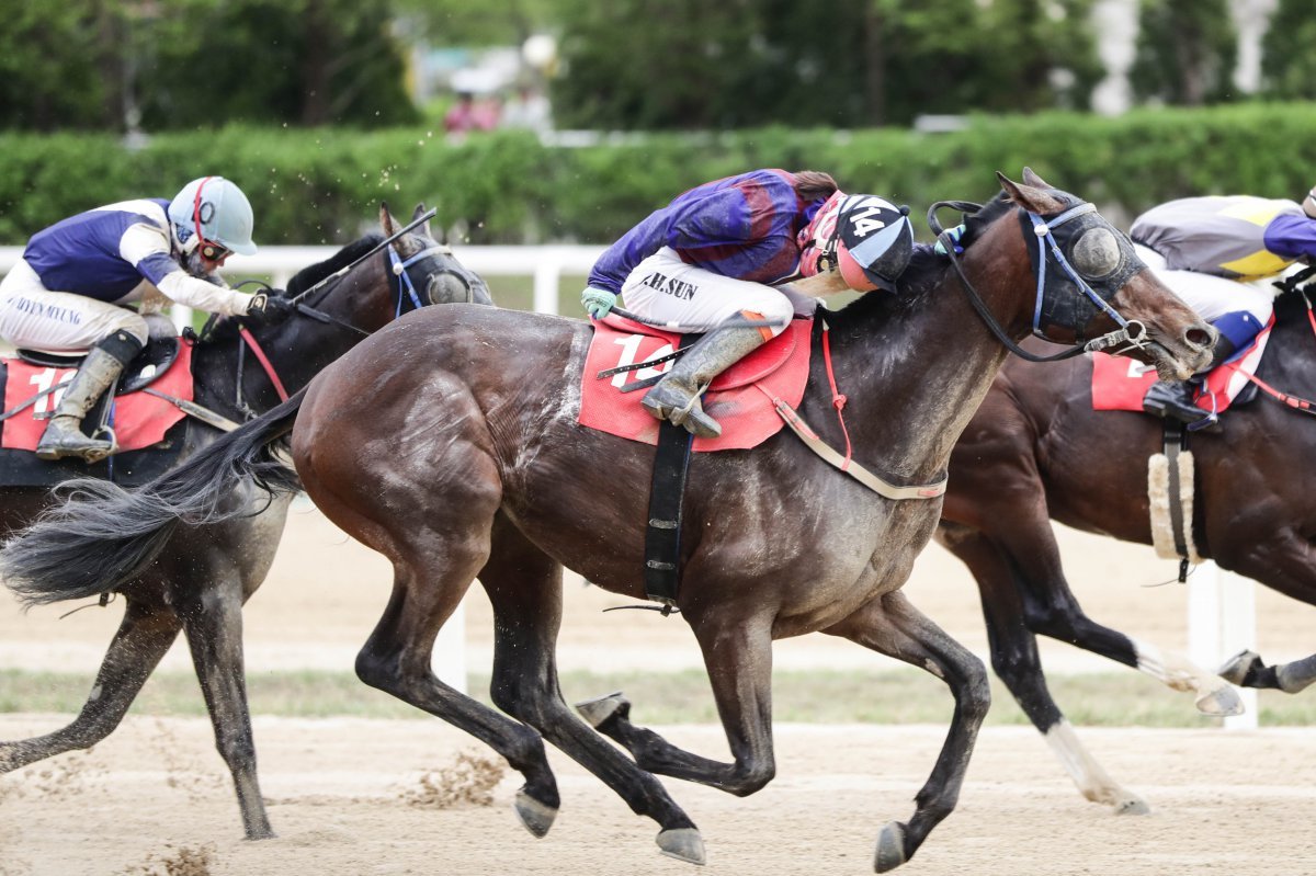 지난해 위너스맨에 막혀 오르지 못했던 연도대표마 왕좌에 다시 도전하는 글로벌히트                                                          사진제공｜한국마사회