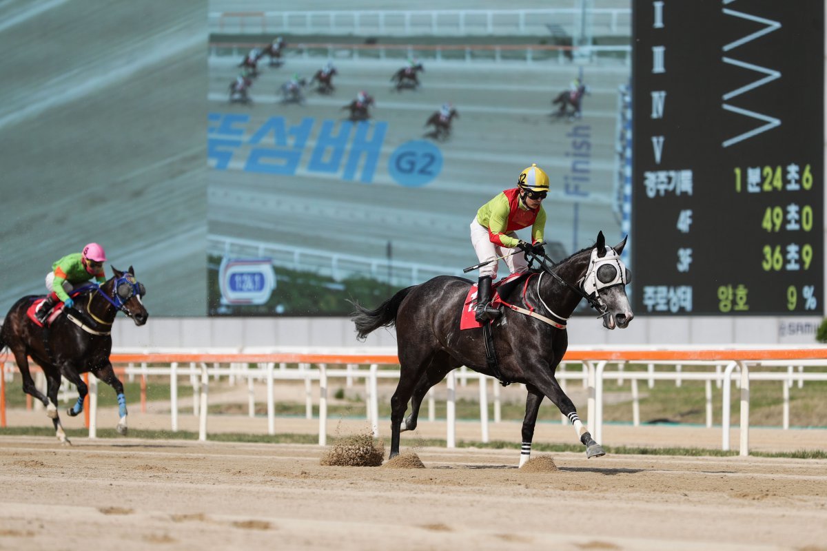 한국 경마 첫 1500승 대기록 달성을 앞둔 김영관 조교사과 관리하는 현존 최강 암말 즐거운여정                                   사진제공｜한국마사회