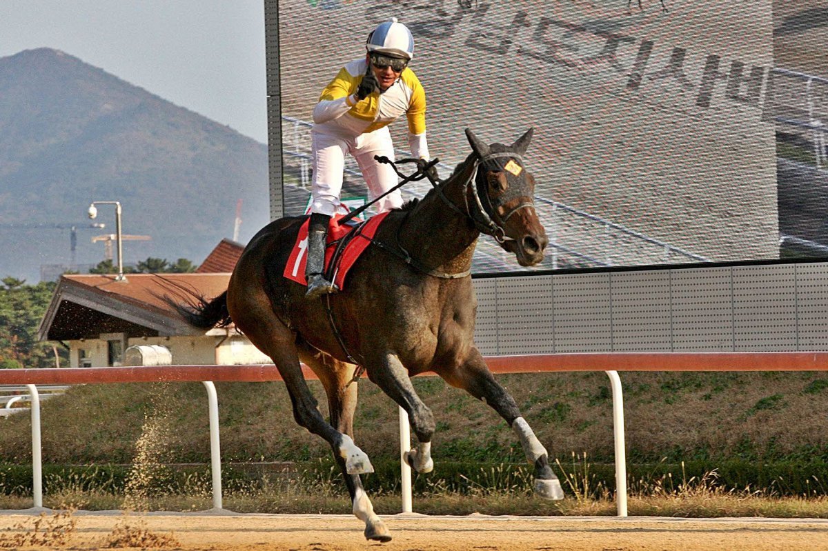 부산의 대표 암말 즐거운여정과 올해 여섯번 맞붙은 원더풀슬루                                                                                                       사진제공｜한국마사회