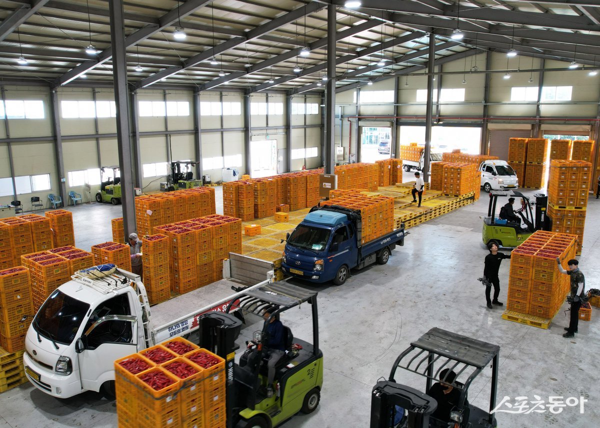 영양고추유통공사 홍고추 수매 현장./사진=영양군