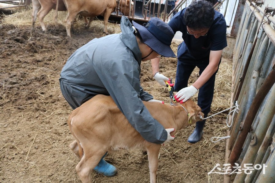 토종 한우 칡소 생검이표. 사진제공｜강원도청