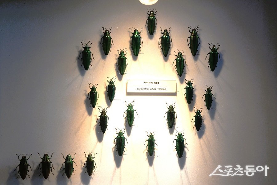 K-시흥시 벅스리움 여름방학 특별전 모습. 사진제공|시흥시청