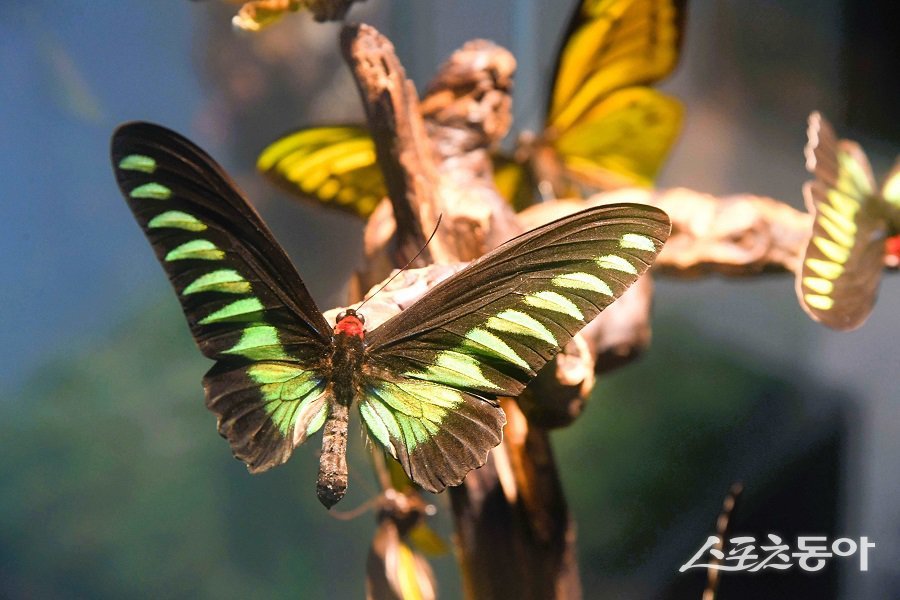 K-시흥시 벅스리움 여름방학 특별전 모습. 사진제공|시흥시청