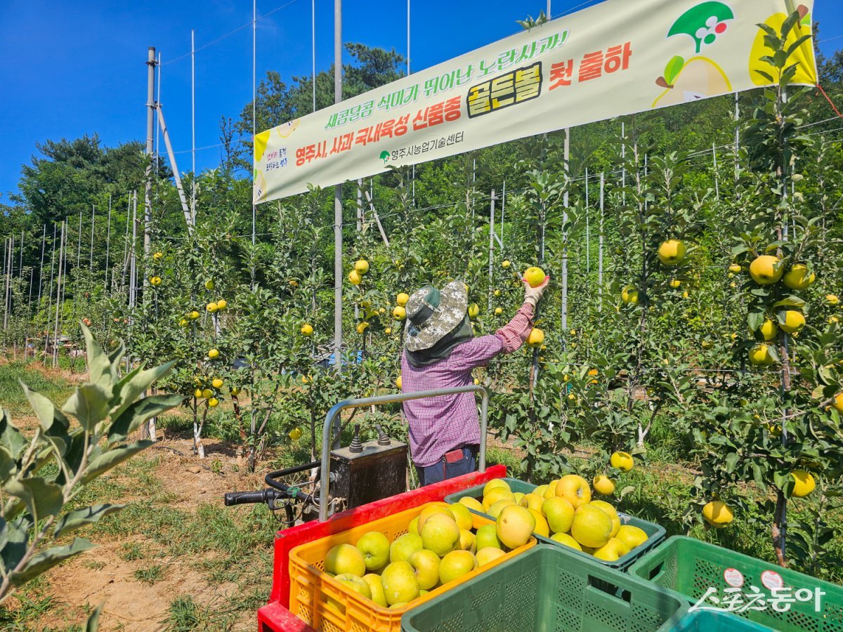 영주지역 사과농가들이 여름사과 신품종 ‘골든볼’을 수확하고 있다./사진=영주시