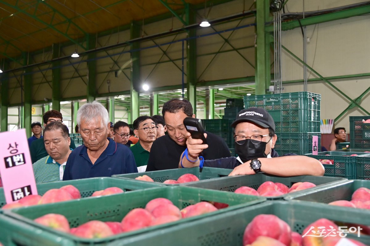 청송사과유통센터 경매 모습./사진=청송군