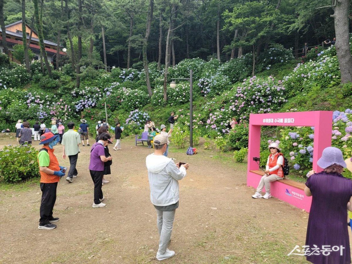 올여름 태종대유원지에서 수국꽃을 관람하는 방문객들의 모습. (사진제공=부산시설공단)