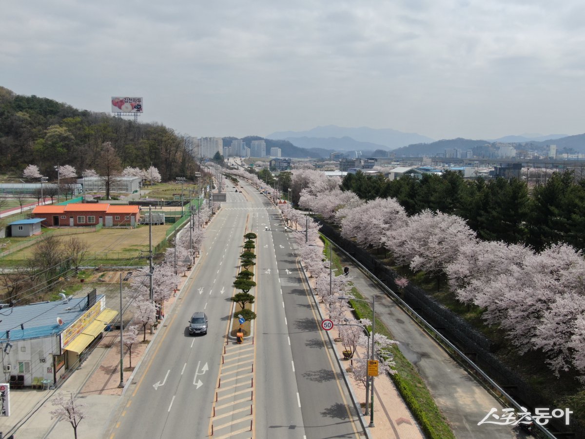 김천시 조각공원 가로수길 사진=김천시