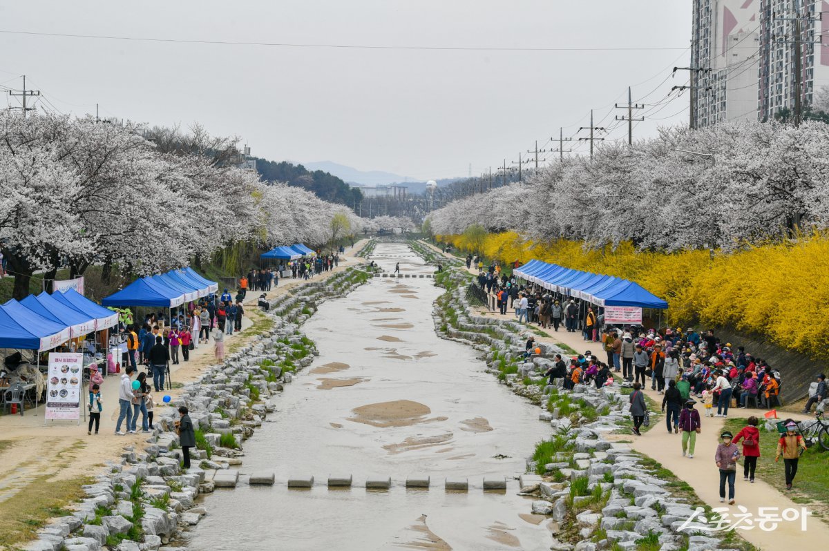 영주시 서원로 가로수길 사진=영주시