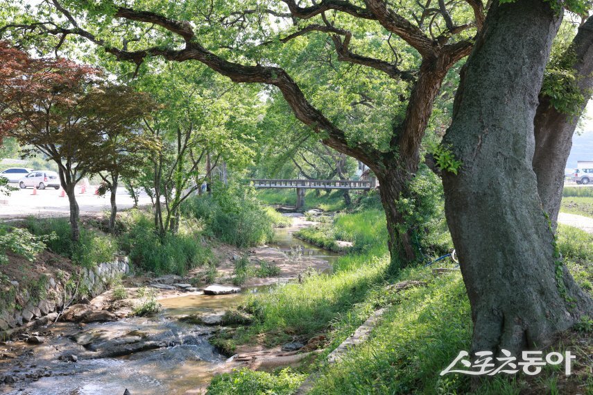 고창군 하고리 왕버들나무. 사진제공=고창군