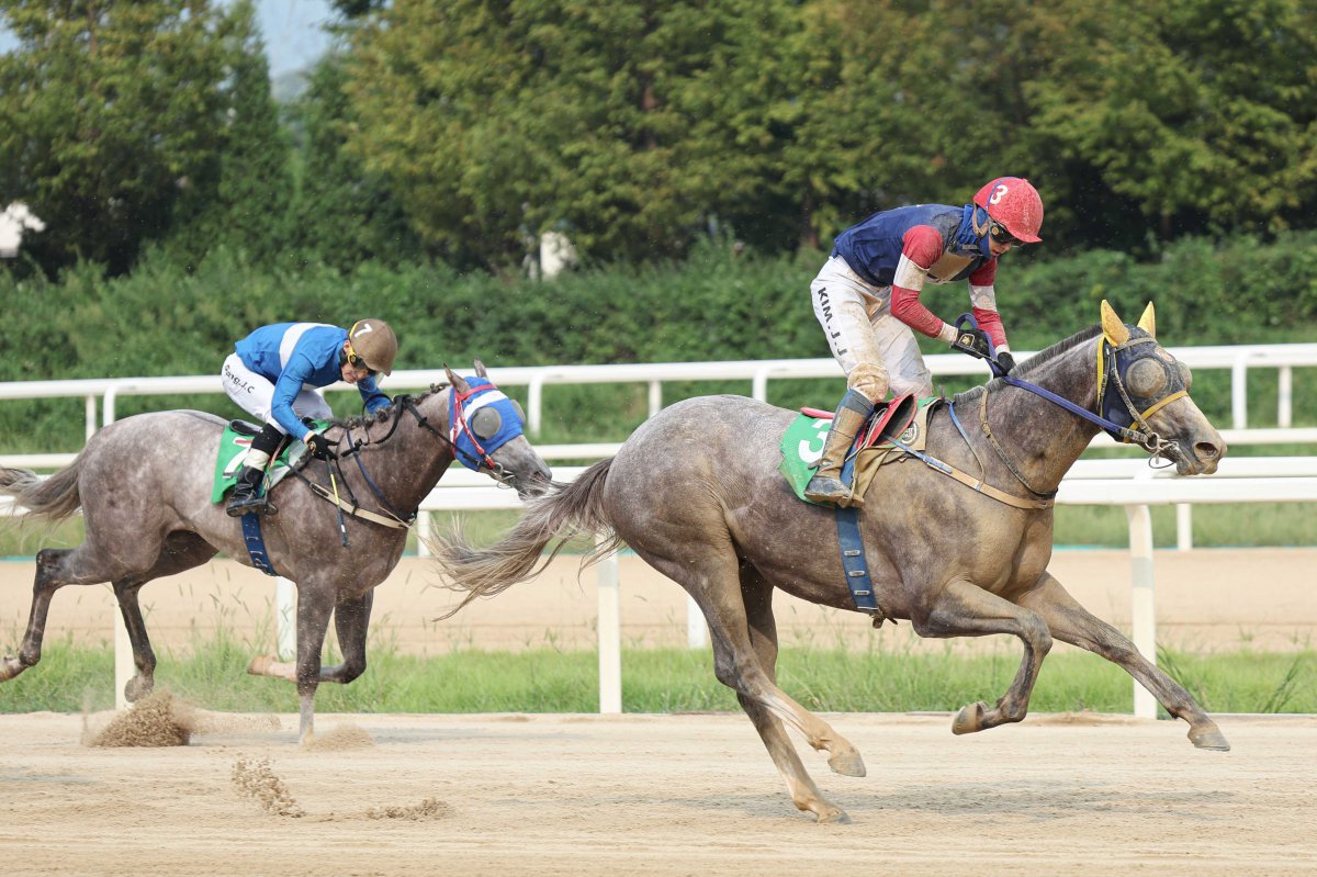 ‘Rookie Stakes@서울’ 특별경주에서 캡틴피케이가 가장 먼저 결승선을 통과하고 있다. 캡틴피케이는 결승선 100m를 앞두고 극적인 역전승을 거두어 더욱 눈길을 끌었다                                                                 사진제공｜한국마사회